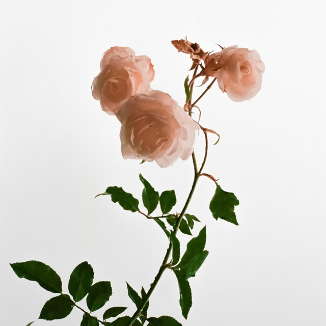 Rose cover art