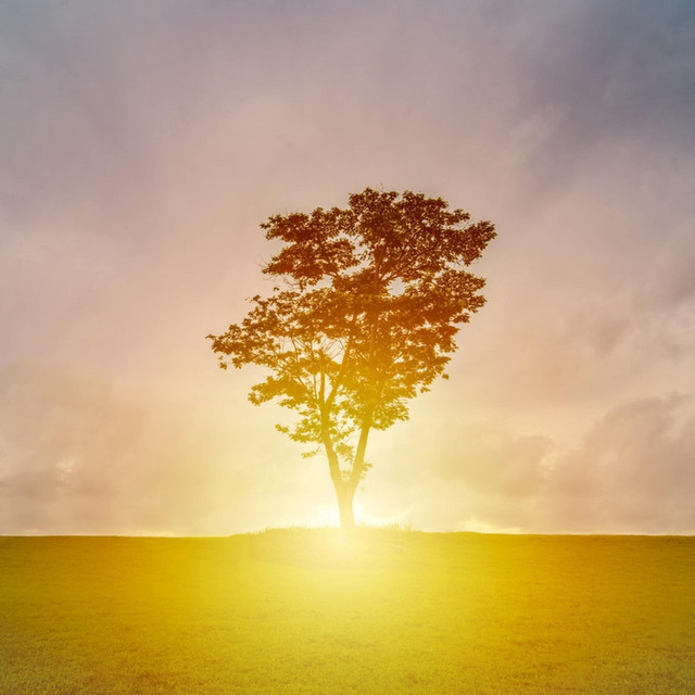 Tree of Wisdom cover art