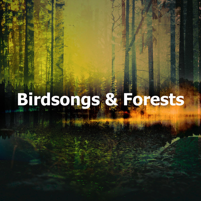 Deep Dark Forest - song and lyrics by Rainforest | Spotify