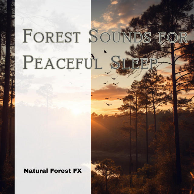 Forest Sounds for Peaceful Sleep - Album by Natural Forest FX | Spotify