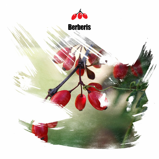 Berberosia EP cover art