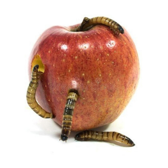 worms cover art