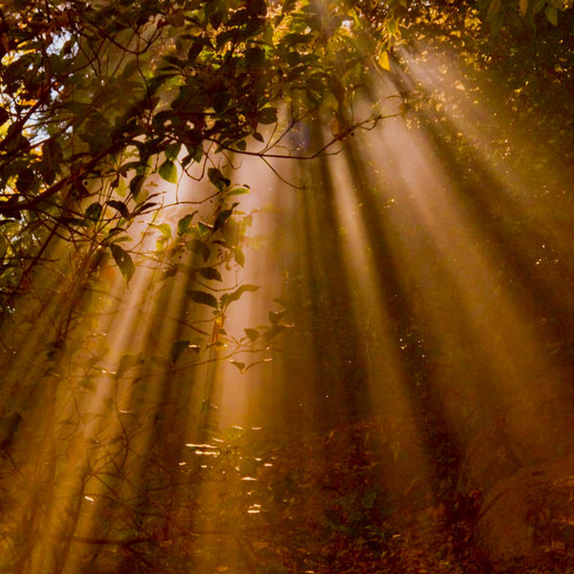 Artwork for Submerge (Forest)