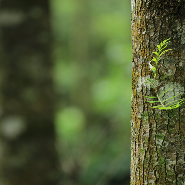 Sweet Relaxation New Age Music cover art
