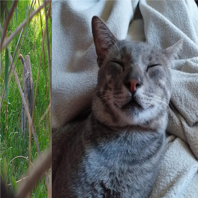 I love cats