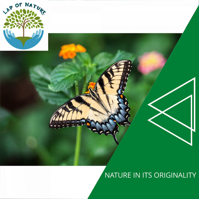 Essential Bubbles Sound cover art
