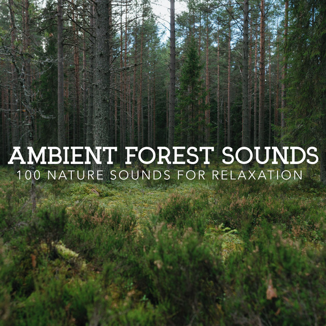 Ambient Forest Sounds: 100 Nature Sounds for Relaxation - Album by ...