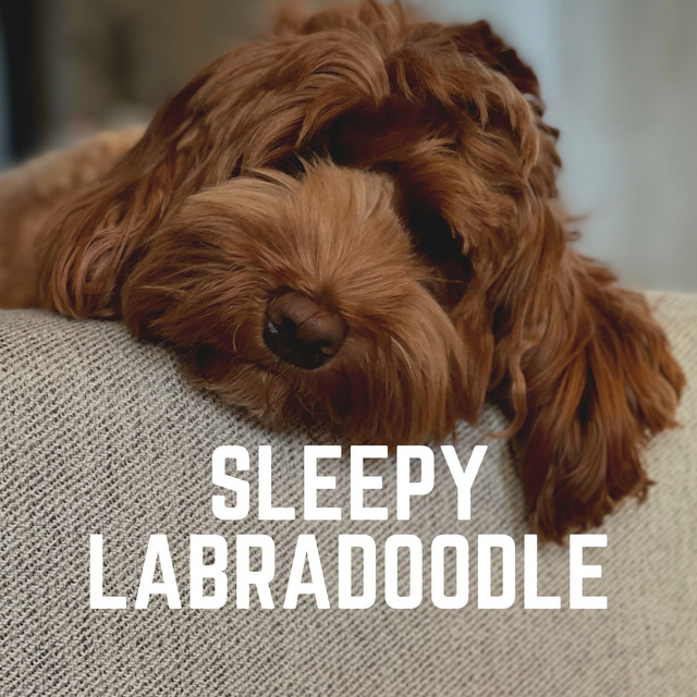 Sleepy Labradoodle cover art