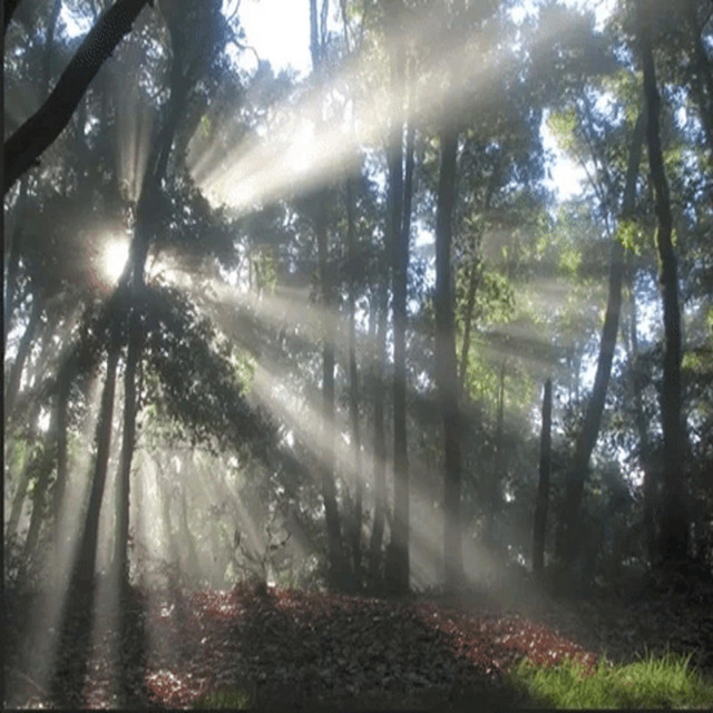 the light shines through