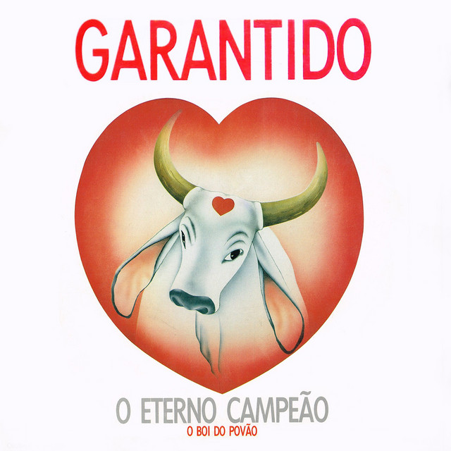 Boi da Cara Branca