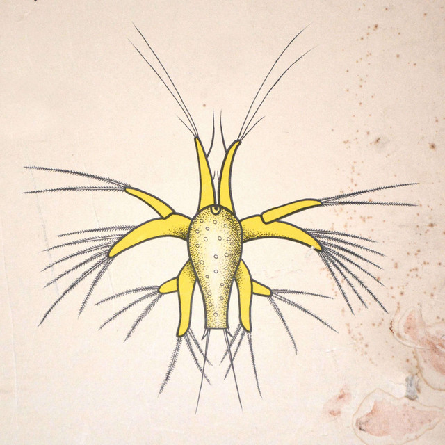 Crustacean Larvae cover art