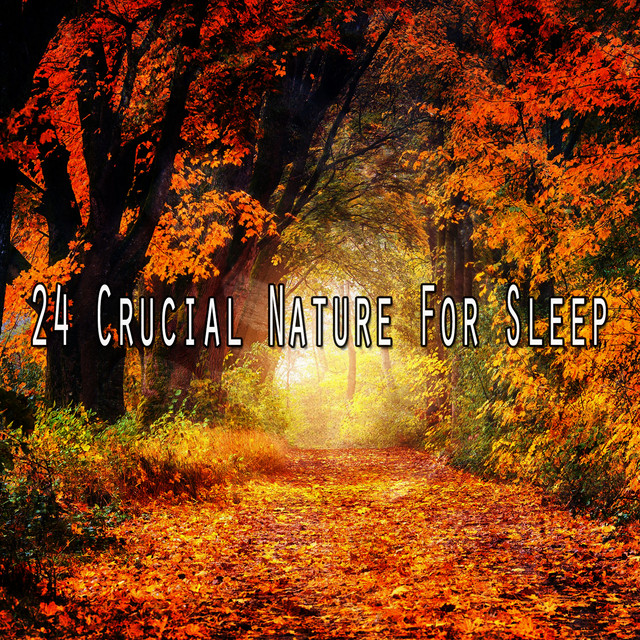 24 Crucial Nature For Sleep - Album by Forest Sounds | Spotify