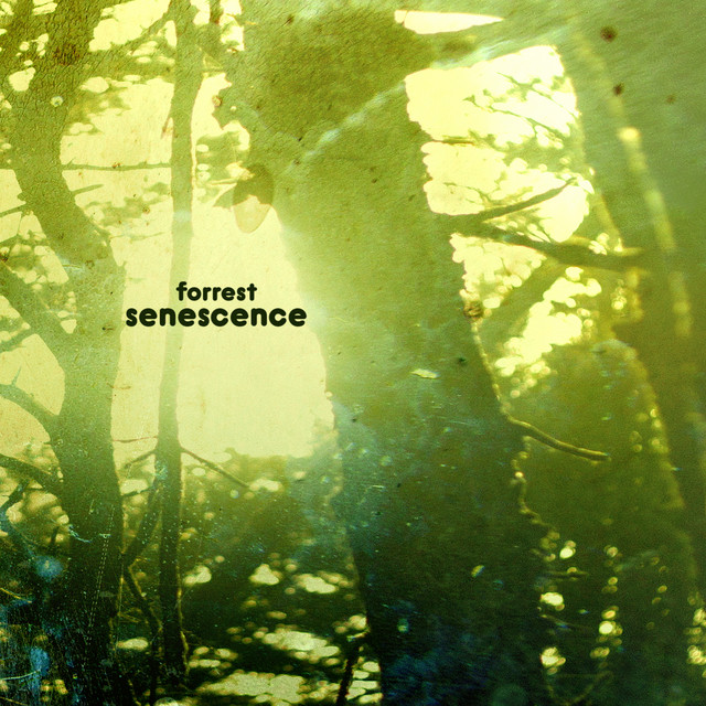 Forrest