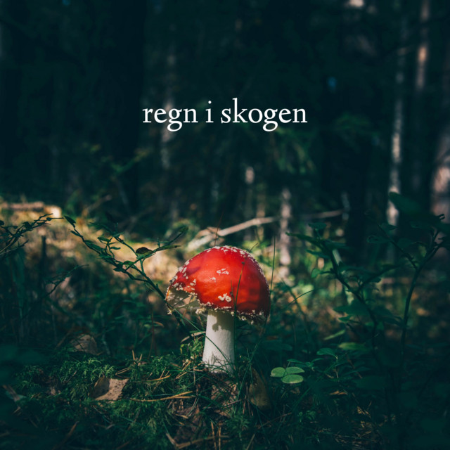 Regn i Skogen