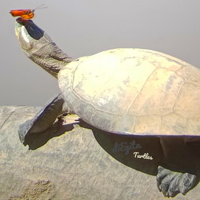 Turtles
