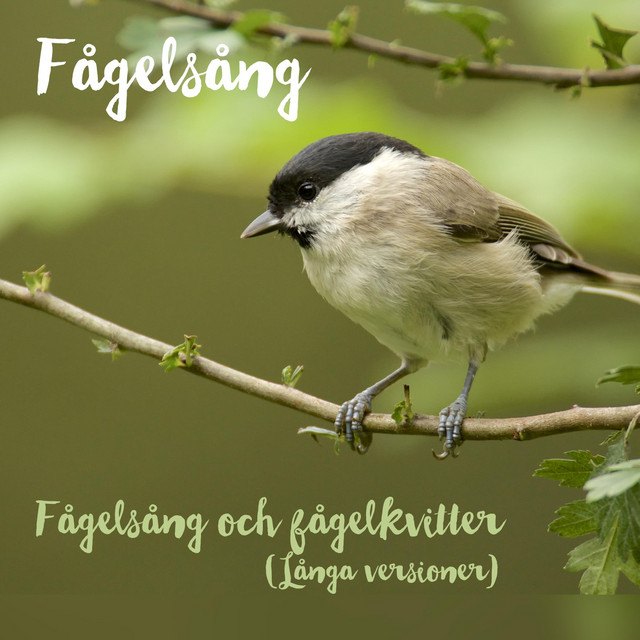 Fågelsång Och Fågelkvitter (Långa Versioner) cover art