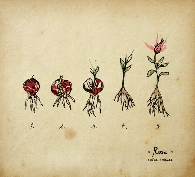 Rosa cover art