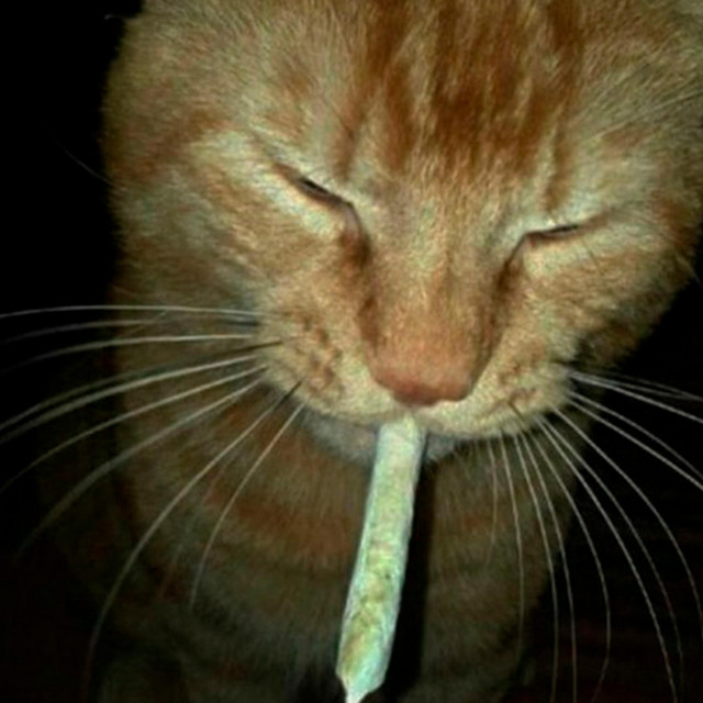 CATS OF PHONK - Slowed + Reverb