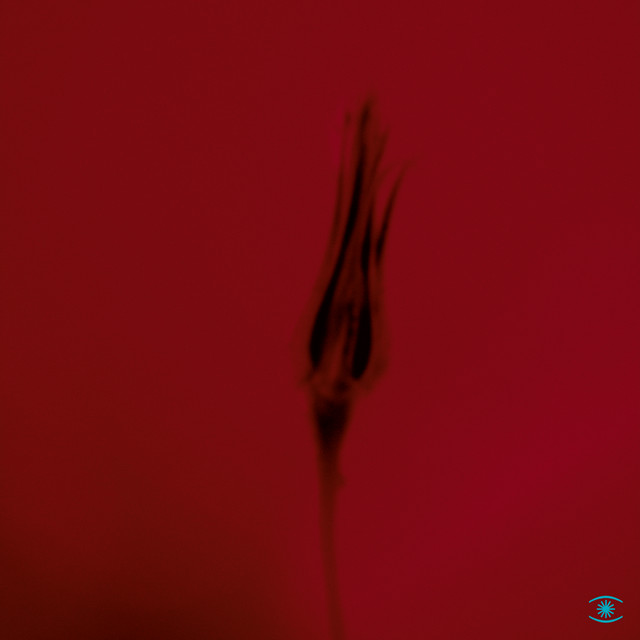 Sunrise and the Life We Live album art