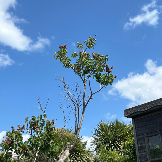 If a tree falls...