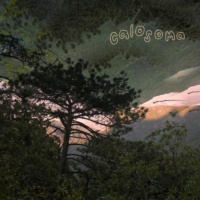 Calosoma cover art