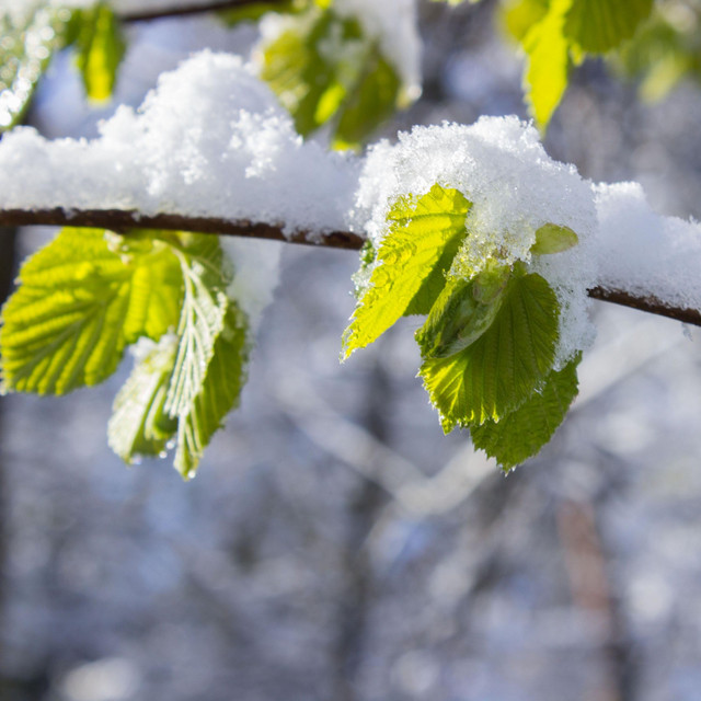 Cover art: Snow on green leaves / Сніг на зеленому листі — Wszystko