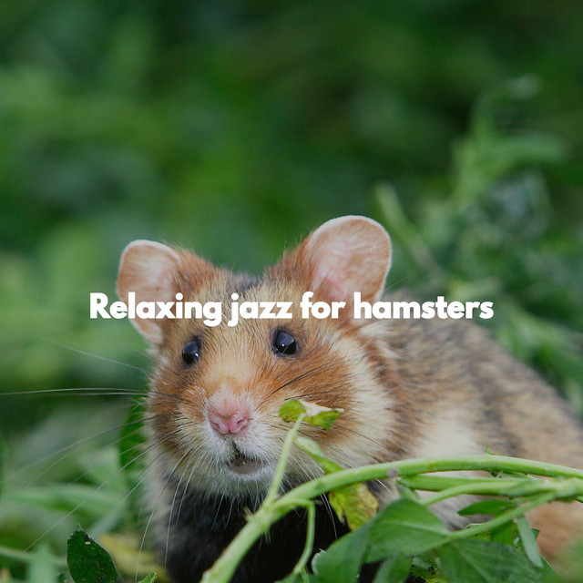 Image result for Relaxing jazz for hamsters - Album by Hotel Music | Spotify