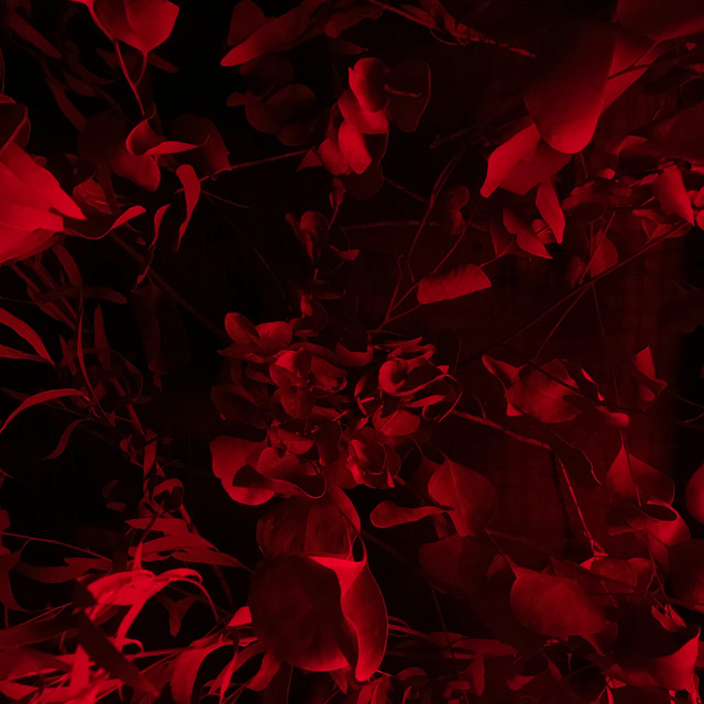 Обкладинка: Blossom Bullets — snowbody