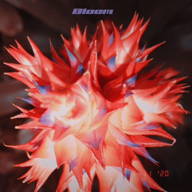 Bloom cover art