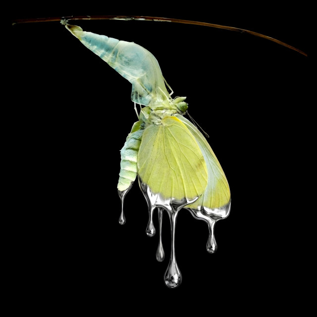 LP2 cover art