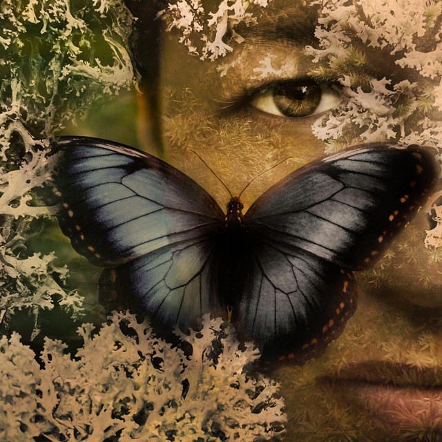 Butterfly Paradise