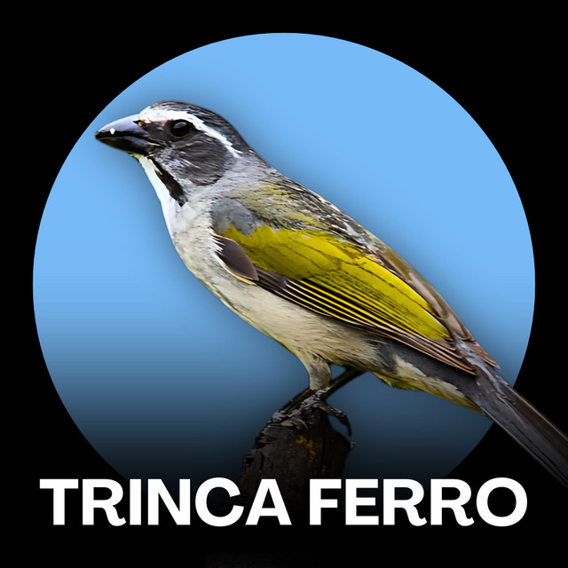 Trinca Ferro (Cantos Rápidos) cover art