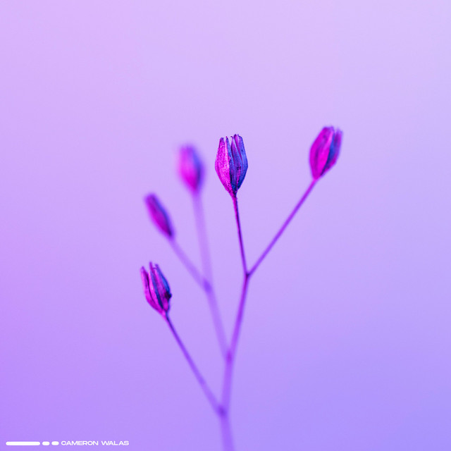 Melodies Of My Heart