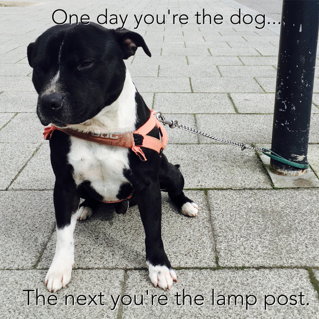 One day you're the Dog...The next you're the lamp post