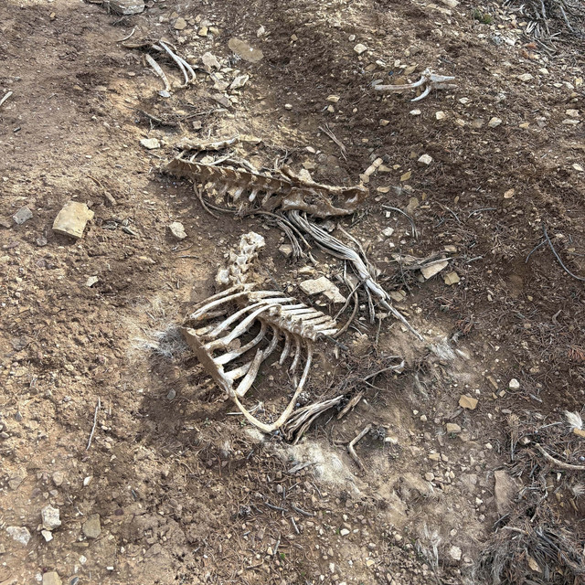 bones cover art