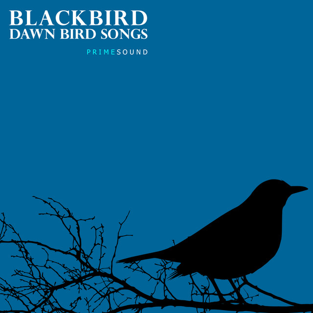 Blackbird Dawn Bird Songs cover art