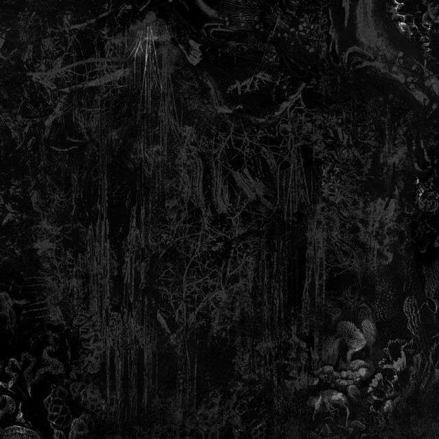 Black Tortoise cover art