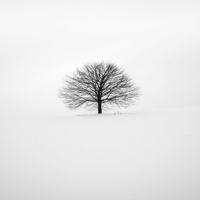 oak cover art