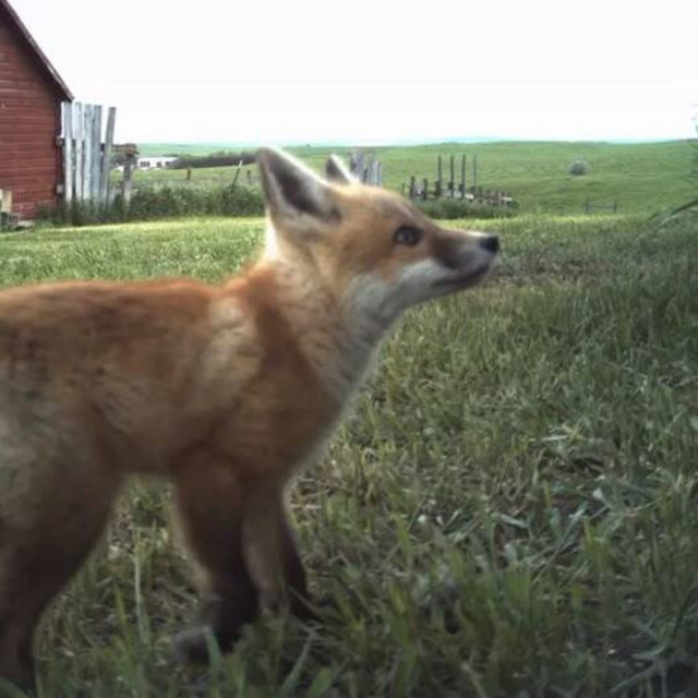 fox