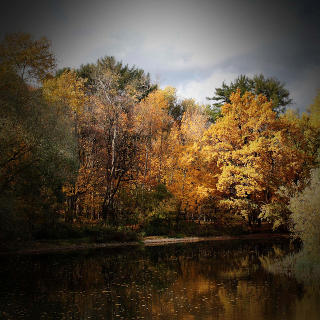 Instant Stress Relief and Relaxation with Forest Pond Sounds album image