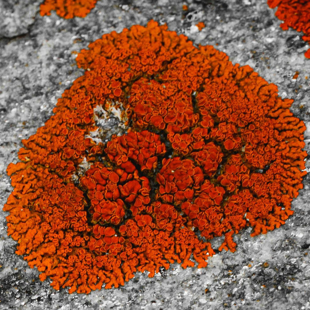 Lichen cover art