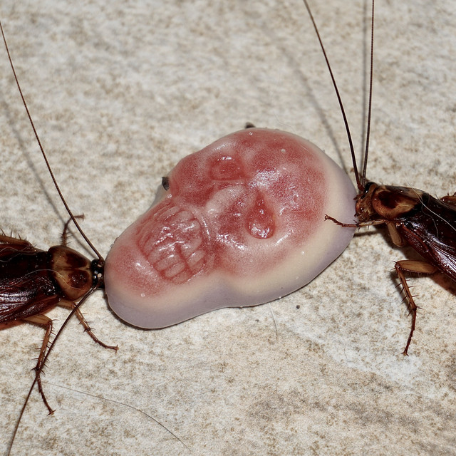 Carnality cover art