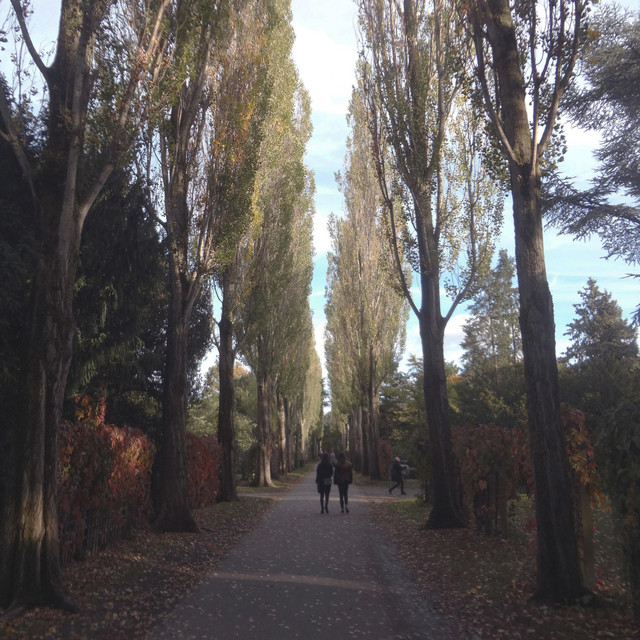 Autumn Leaves Are Gathering album image