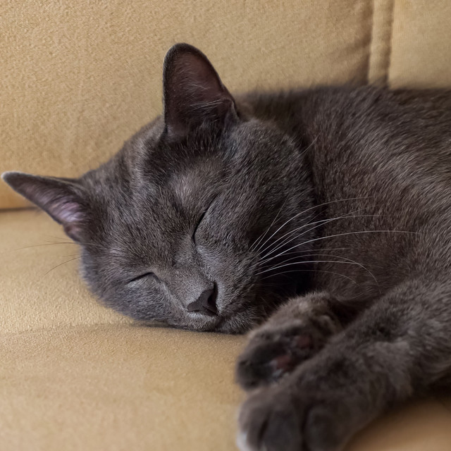 Calm Feline Oasis: Soothing Cat Relaxation with Binaural Theta Waves ...