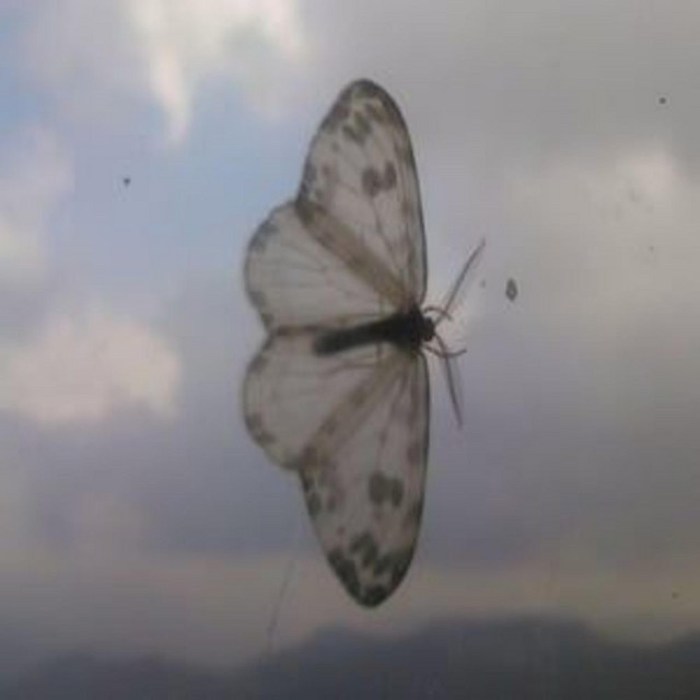 Insect cover art