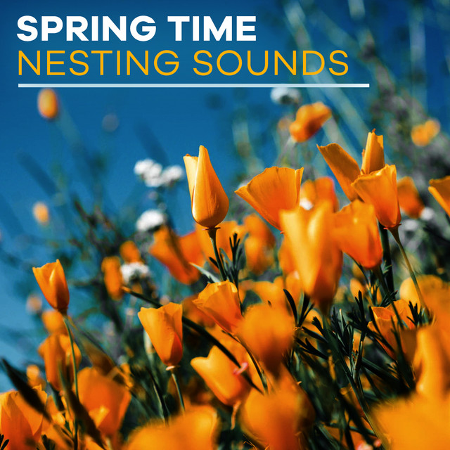 Spring Time Nesting Sounds ! ! ! ! - Album by Calm Bird Sounds | Spotify