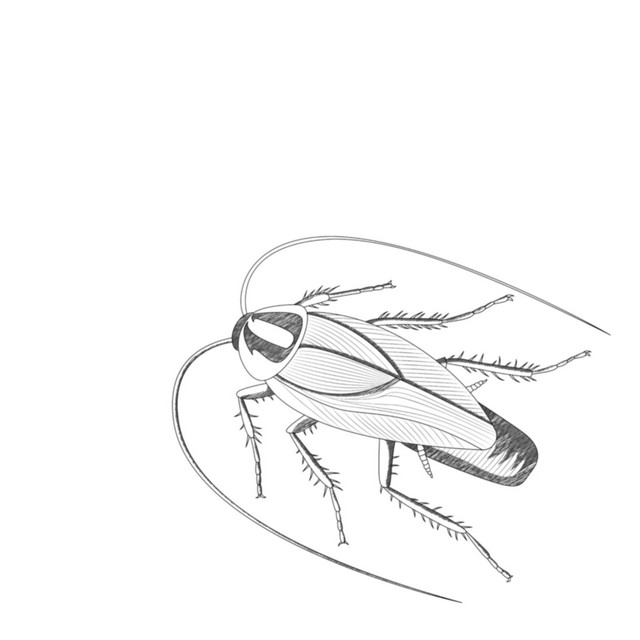 Roaches cover art