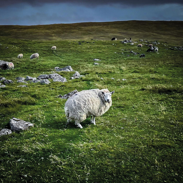 Pastoral cover art