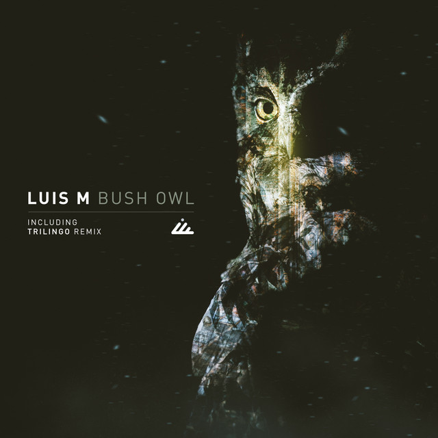 Bush Owl