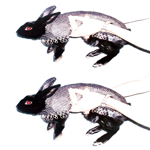 cavaljere